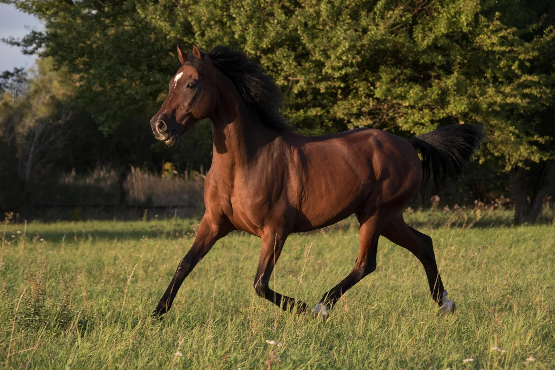 spirit of the horse