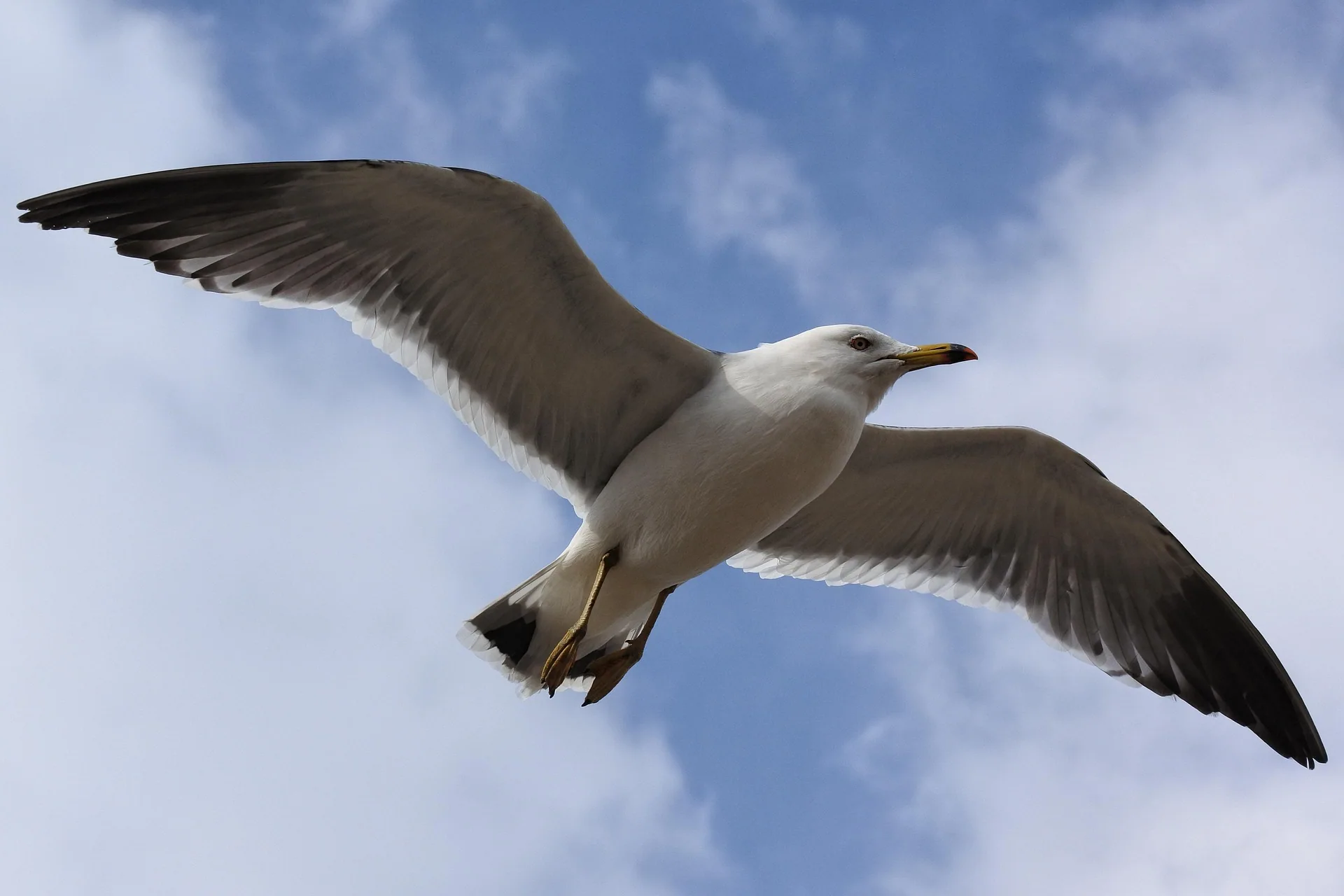 low-altitude seagull